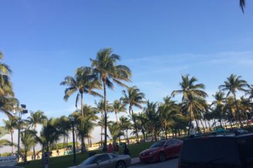 Miami-South-Beach-Spring-Break-ocean-blvd-palm-trees-party